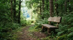 Ruhige Holzbank neben einem Waldweg im Tageslicht